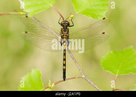 Ein Ruby Whiteface ruht auf einer Birke im Frühjahr. Stockfoto