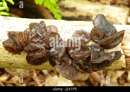 Witches' Butter Stockfoto