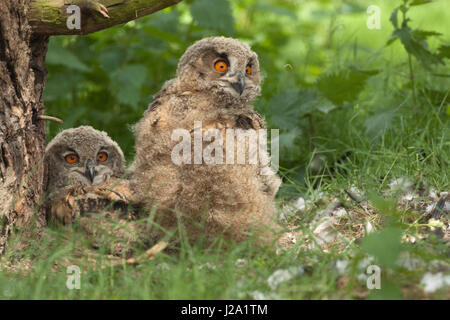 Juvenile eurasischen Uhus Nest Stockfoto