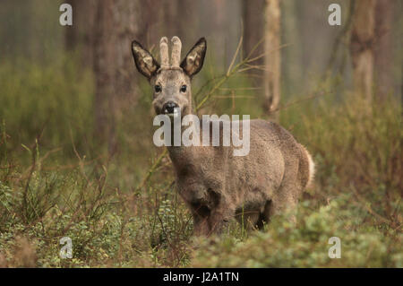 Rehwild in einem Pinienwald. Stockfoto