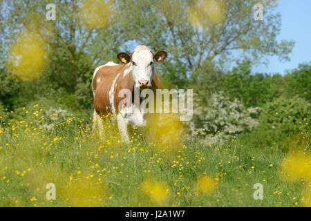 Kühe auf Nahrungssuche und entspannen in den reichen Deichvorland der Natur reservieren Cortenoever Stockfoto