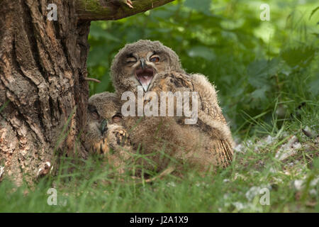 Juvenile eurasischen Uhus Nest Stockfoto