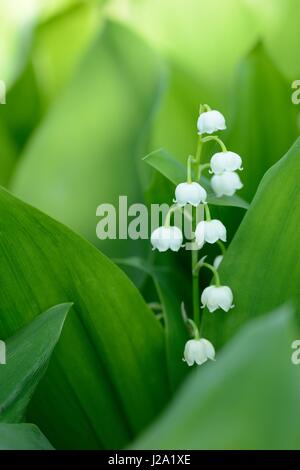 Maiglöckchen Blüte Stockfoto