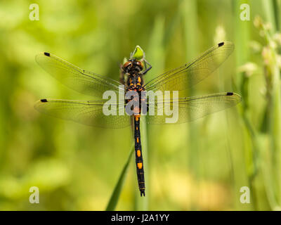 Männliche White-faced Darter (Leucorrhinia Dubia) ruht auf dem Rasen Stockfoto