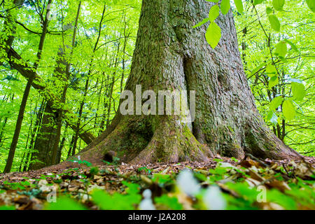 Urwald im Bayerischen Wald Nationalpark in Deutschland Stockfoto