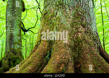 Urwald im Bayerischen Wald Nationalpark in Deutschland Stockfoto