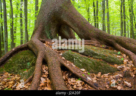 Urwald im Bayerischen Wald Nationalpark in Deutschland mit einer Sprucetree mit Stelzen Wurzeln Stockfoto