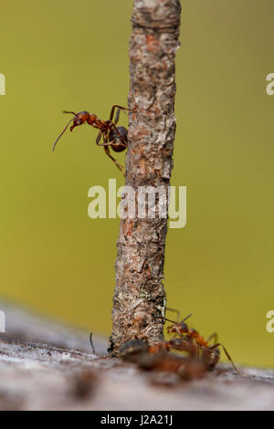 rote Waldameise auf Ast Stockfoto