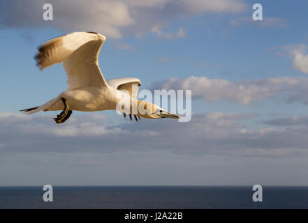 Basstölpel (Morus Bassanus) fliegen über dem Meer Stockfoto