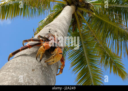 Coconut Crab in Nahaufnahme auf Palme Stockfoto