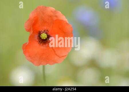 Blühende Long-headed Mohnblume im Weizenfeld Stockfoto