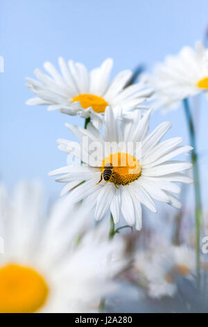 Gänseblümchen in einer wilden Blume Mischung gesät in einem neuen Naturpark in Deventer, Zandwetering Park. Stockfoto