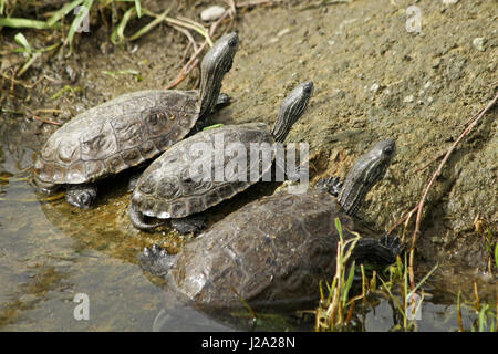 3 Exemplare der Stripe-necked Terrapin neben einem pool Stockfoto