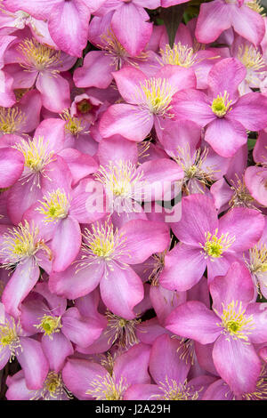 Anemone Clematis in voller Blüte in einem Garten am Stadtrand von Welsum. Stockfoto