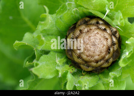 Riesige Flockenblume Knospe in Nahaufnahme Stockfoto