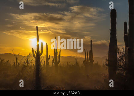 Sonne hinter Saguaro Kaktus Silhouetten. Staub gibt einen gelben Farbton erhöhen die hinterleuchteten Kakteen. Helle Wolken spread diagonal über Golden Sky Stockfoto