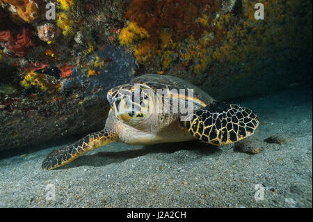 Eine echte Karettschildkröte (Eretmochelys Imbricata) versteckt sich in der Nacht in einem Wrack am Riff von Sint Eustatius Stockfoto