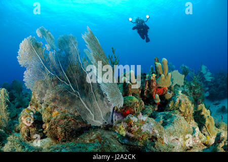 Korallen und Schwämme in den Süden von Sint Eustatius Stockfoto