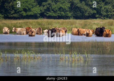 Hochlandrinder im Wasser abkühlen lassen Stockfoto