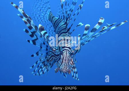 Die gemeinsame Rotfeuerfisch (Pterois Miles) lebt und jagt im Riff Stockfoto