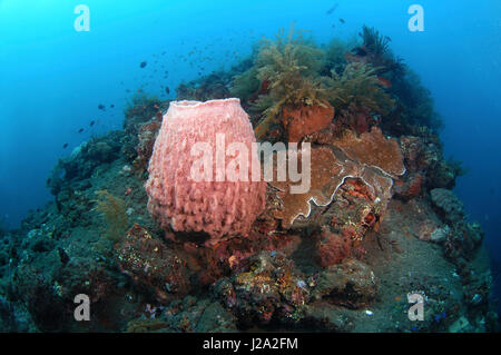 Ein riesiges Fass-Schwamm auf dem Wrack der Liberty in der Nähe von Bali, Indonesien Stockfoto