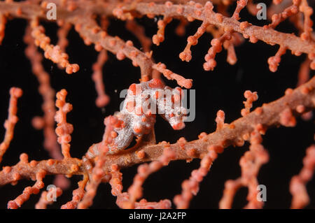 Die Bargibanti Seepferdchen oder Pygmäen-Seepferdchen hat die gleiche Farbe und Muster wie die Korallen, in die es lebt. Stockfoto