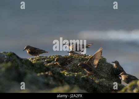 Stare  kleine Herde auf Felsen an der Küste  Dee Estuary, North Wales, UK Stockfoto