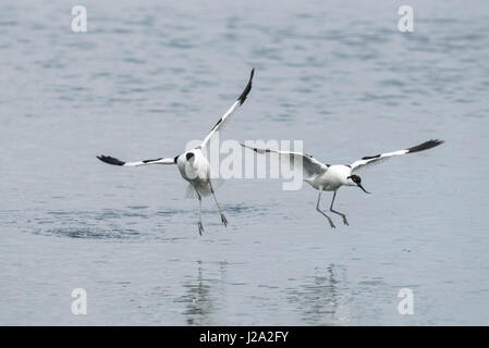 Kampf gegen Avocets (Recurvirostra avosetta) Stockfoto