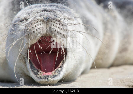 Eine junge Hafen Seal Pup, Wit weit geöffnetem Mund legt am Strand Stockfoto