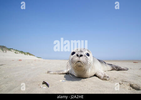 Ein junger Seehund (Phoca Vitulina) am Strand Rottumerplaat Stockfoto