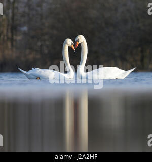 Schwäne (Cygnus Olor) in Liebe stumm Stockfoto