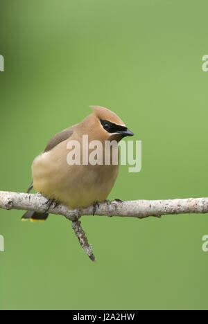 Eine Zeder Seidenschwanz (Bombycilla Cedrorum) auf einem Ast. Stockfoto