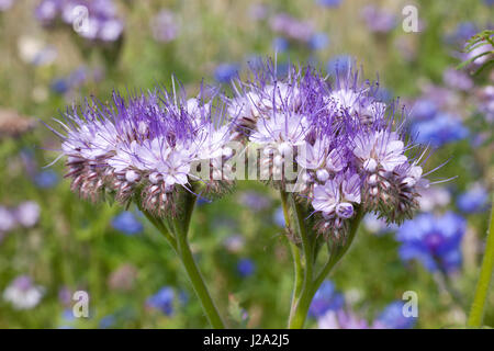 Lacy Phacelia in einem Weizenfeld in Hellendoorn Stockfoto