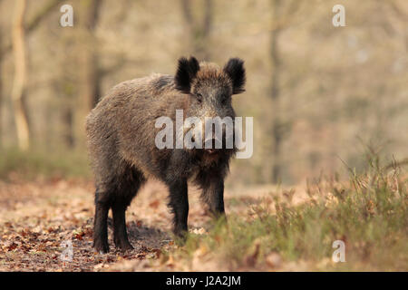 Wildschwein auf eine Forestpath im Winter. Stockfoto