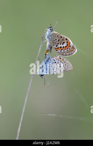 Zwei Silber besetzte blaue Schmetterlinge Paarung Stockfoto