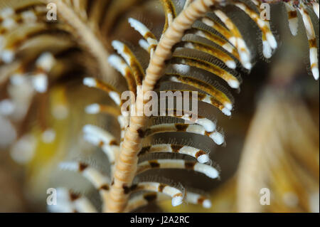 Der Arme eines Feder-Star hautnah Stockfoto