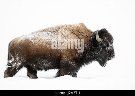 Amerikanischer Bison / Amerikanischer Bison (Bison Bison) im Winter Reifen Bull, Wandern durch den Tiefschnee, leckt seine Nase, Yellowstone-Nationalpark Stockfoto