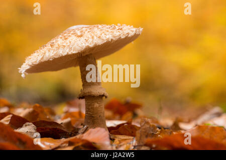 Parasol Pilz in Laubstreu von Buchenwald in Herbstfarben Stockfoto