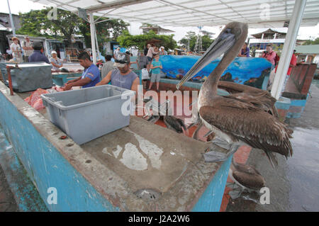 Braune Pelikan warten auf Fisch in Puerto Ayora auf Santa Cruz Stockfoto