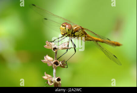 Vagrant Darter (Sympetrum Vulgatum) Stockfoto