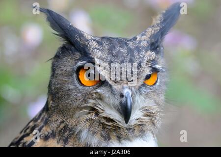 Kopfschuss von einem erwachsenen männlichen Uhu (Captive) Stockfoto