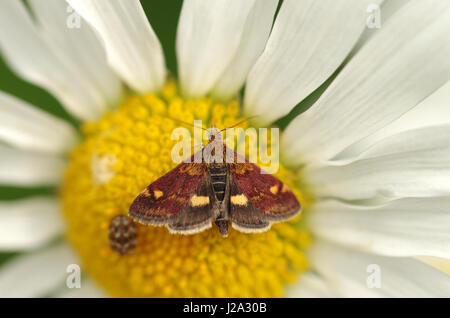 Minze-Motte auf X-Eye Daisy Stockfoto