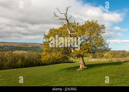 Dramatische alte Eiche in der Frühlingssonne, Askwith, West Yorkshire, UK Stockfoto