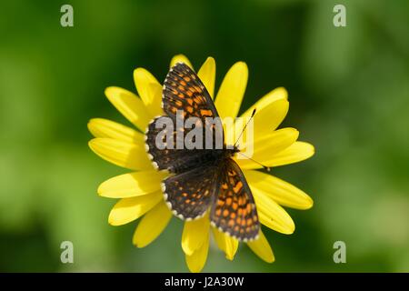 Auf dem Kopf zeigen falsche Heide fritillary Stockfoto