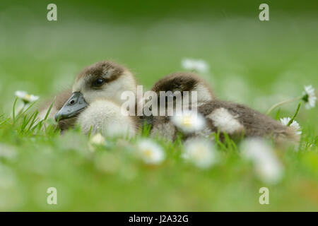 Junge ägyptische Gänse Stockfoto