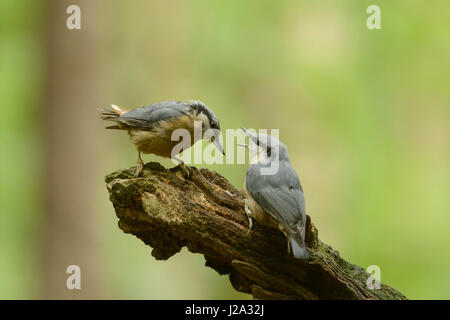 Kleiber mit youngster Stockfoto