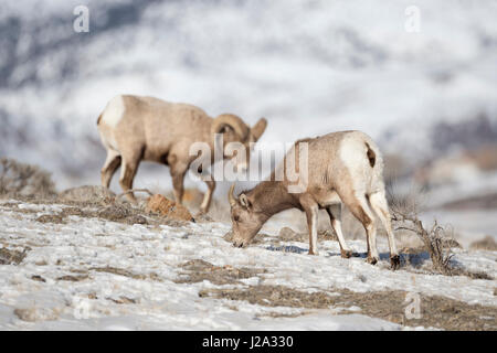 Rocky Mountain Bighorn Schafe / Dickhornschafe (Ovis Canadensis), weibliche und männliche im Winter, auf der Suche nach Nahrung, Yellowstone NP, Montana, USA. Stockfoto