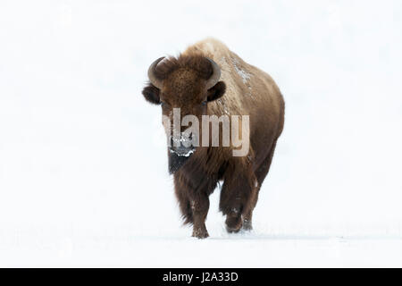 Amerikanischer Bison / Bison (Bison Bison) im Winter, erwachsenes Weibchen läuft direkt auf die Fotografen, Vorderansicht, Yellowstone Bereich, Wyoming, USA Stockfoto