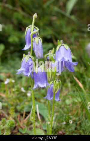 Bärtige Glockenblume in den Zillertaler Alpen in Österreich Stockfoto