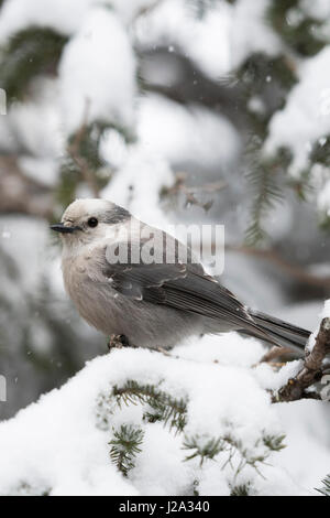 Graue Jay / Meisenhaeher (Perisoreus Canadensis) im Winter bei Schneefall, auch bekannt als Kanada Jay oder Whiskey Jack, Yellowstone, Wyoming, USA. Stockfoto